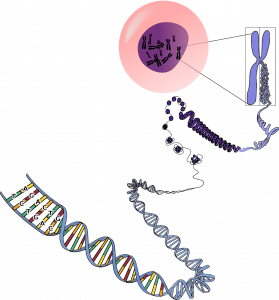 genetics-156404_1280