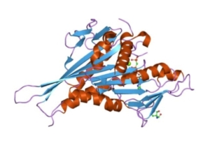 Esquema del gen KIF1A