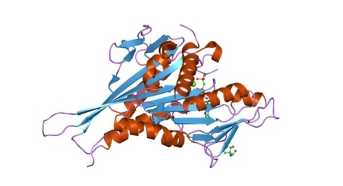Esquema del gen KIF1A